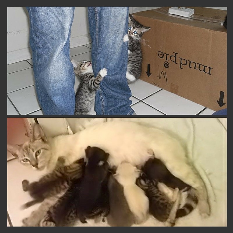 Kittens